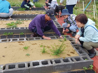 由林業試驗所集合龍門社區發展協會、狸和禾小穀倉、人禾基金會及林業保育署宜蘭分署協力進行濱海植物復育1 